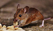 24 Hour & Emergency Exterminators in Cuyahoga Falls, OH